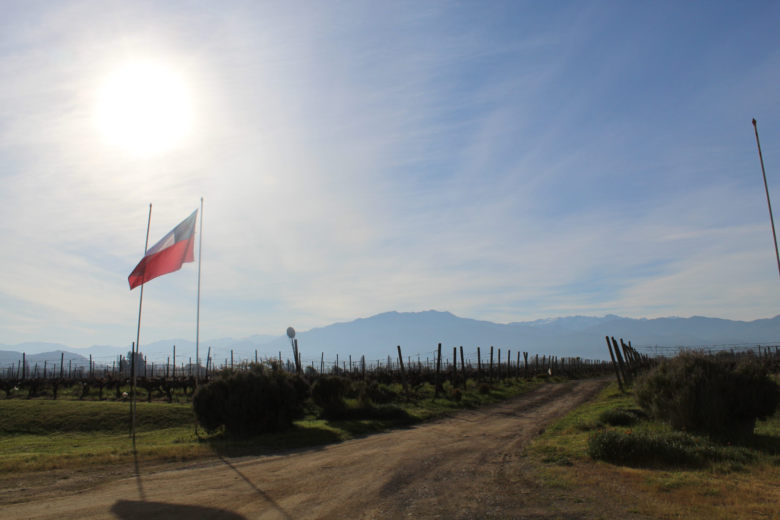 チリワインとは？特徴・産地・品種を初心者向けに完全解説