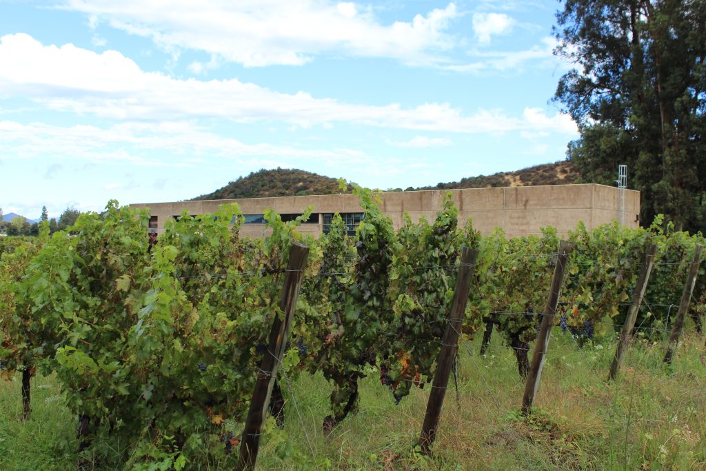 チリワインの主要産地、コルチャグア・ヴァレーにあるブドウ畑の風景。