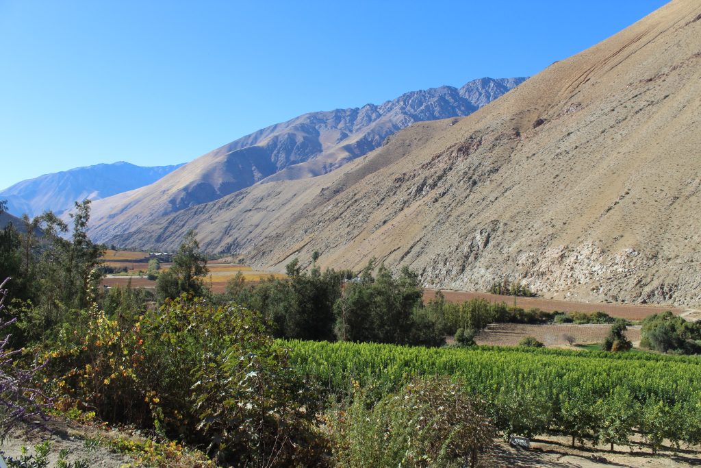 チリワインの産地エルキ・ヴァレーにあるブドウ畑の様子。