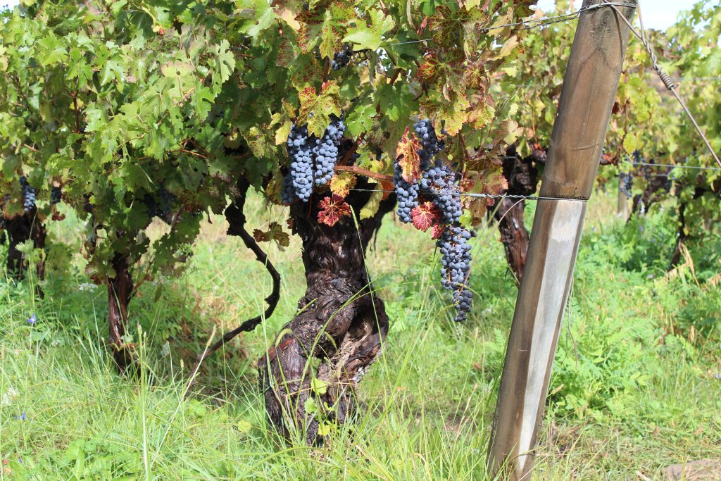 チリのコルチャグア・ヴァレーにあるカベルネ・ソーヴィニヨンのブドウ畑